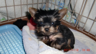 生後53日目の太郎の画像