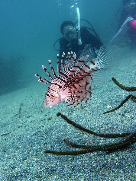 伊豆のミノカサゴの画像