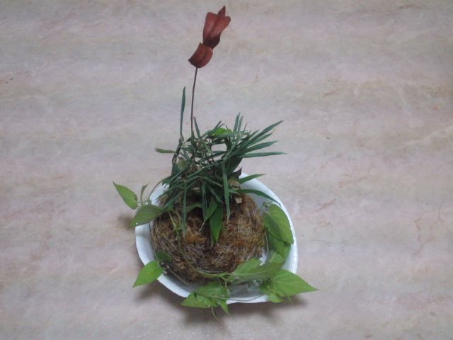 苔球（こけだま）の画像