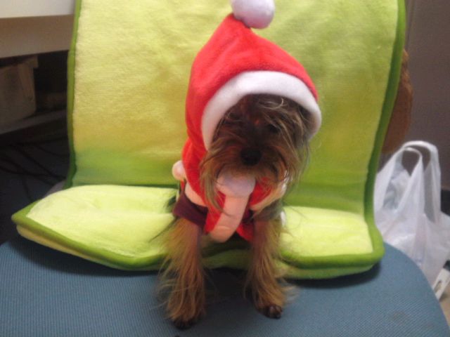 復活した太郎の画像