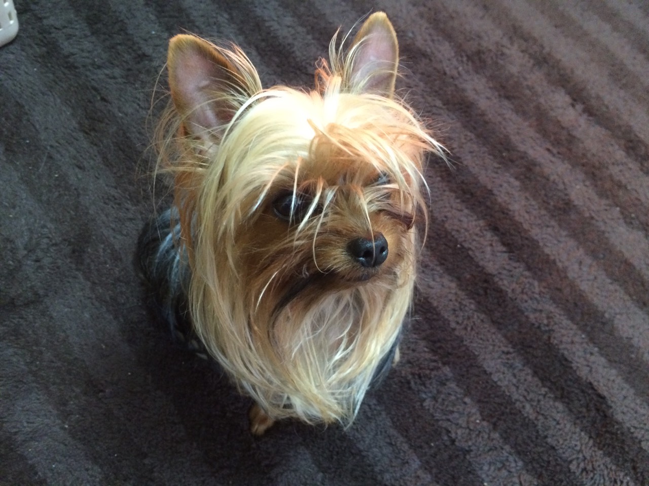 ベランダのカラスの声に警戒する太郎の画像