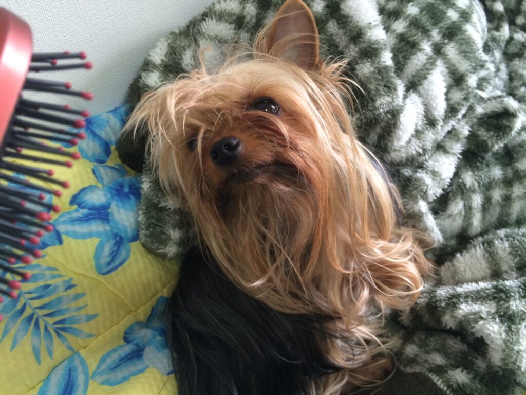 嫌なものを確認中の太郎の画像