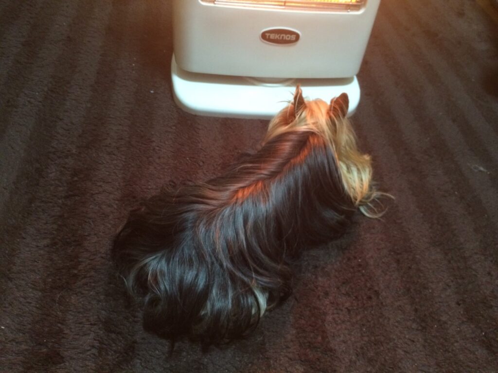 ストーブ前の太郎の画像