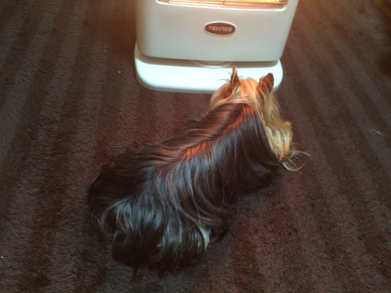 ストーブ前の太郎の画像