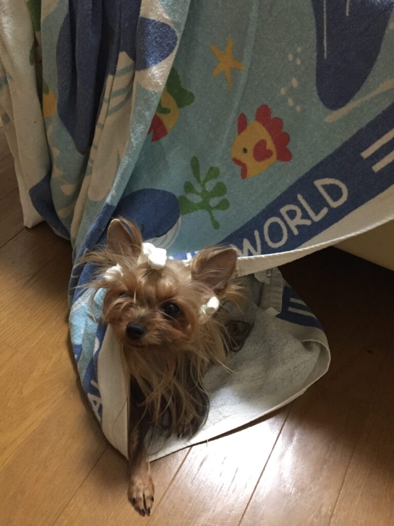 包まれるのが好きな太郎の画像