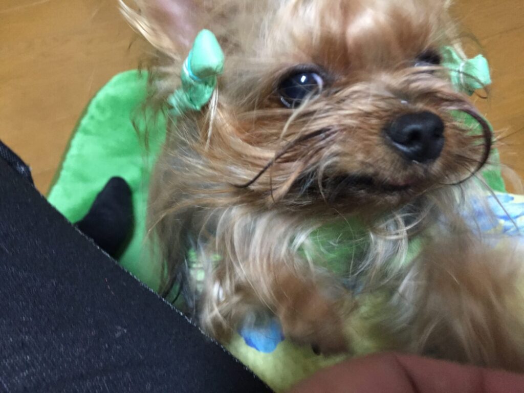 ちょい悪太郎の画像