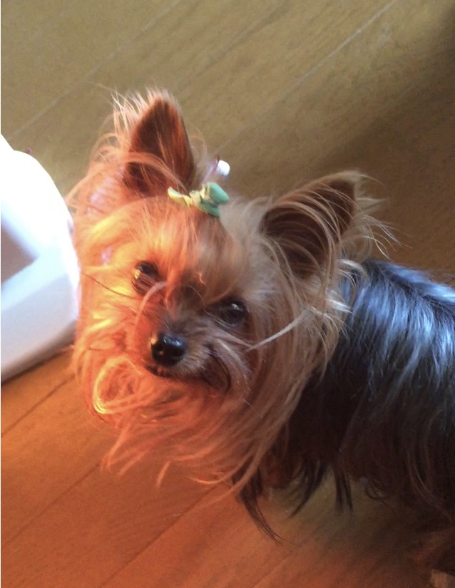 ストーブに染まる太郎の画像