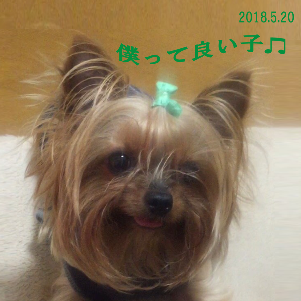 ちょっと大人になった太郎の画像