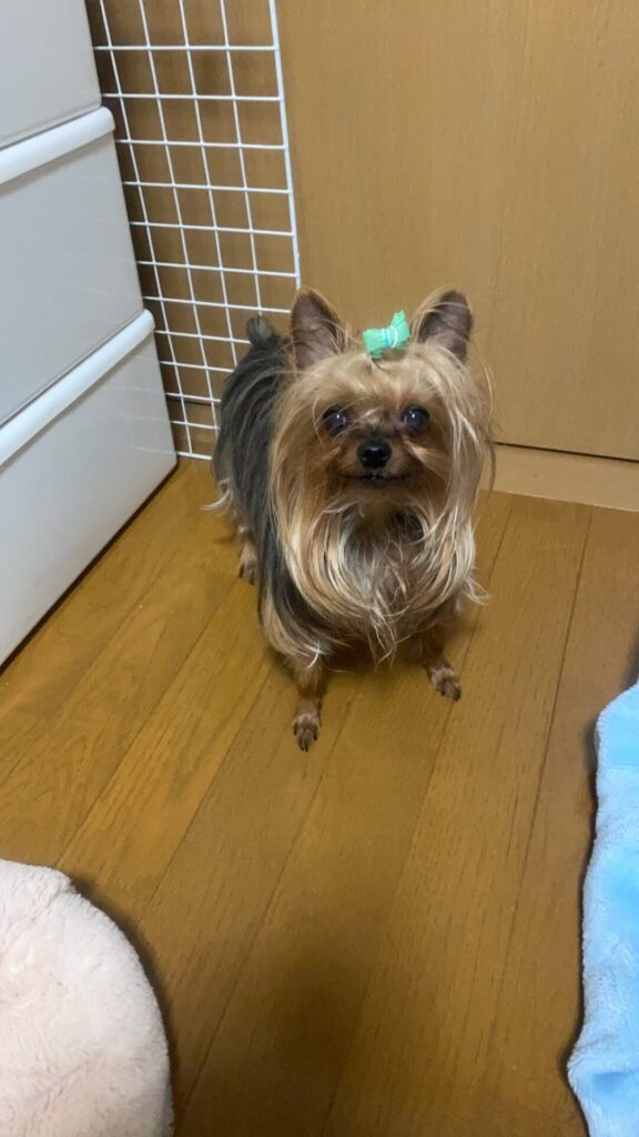 ちょっとぽっちゃりした太郎の画像