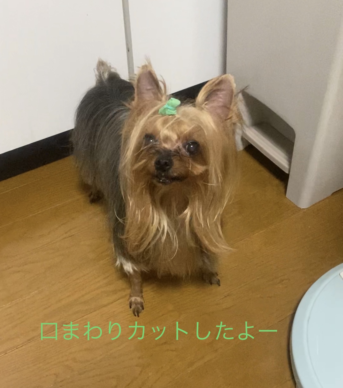 軽くカットした太郎の画像