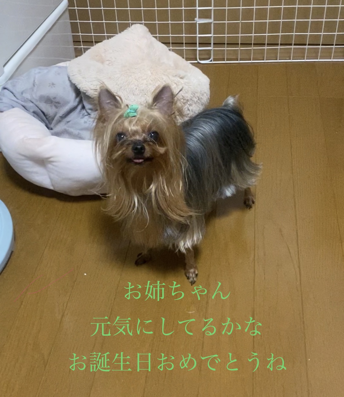 おねえちゃん誕生日おめでとうの画像