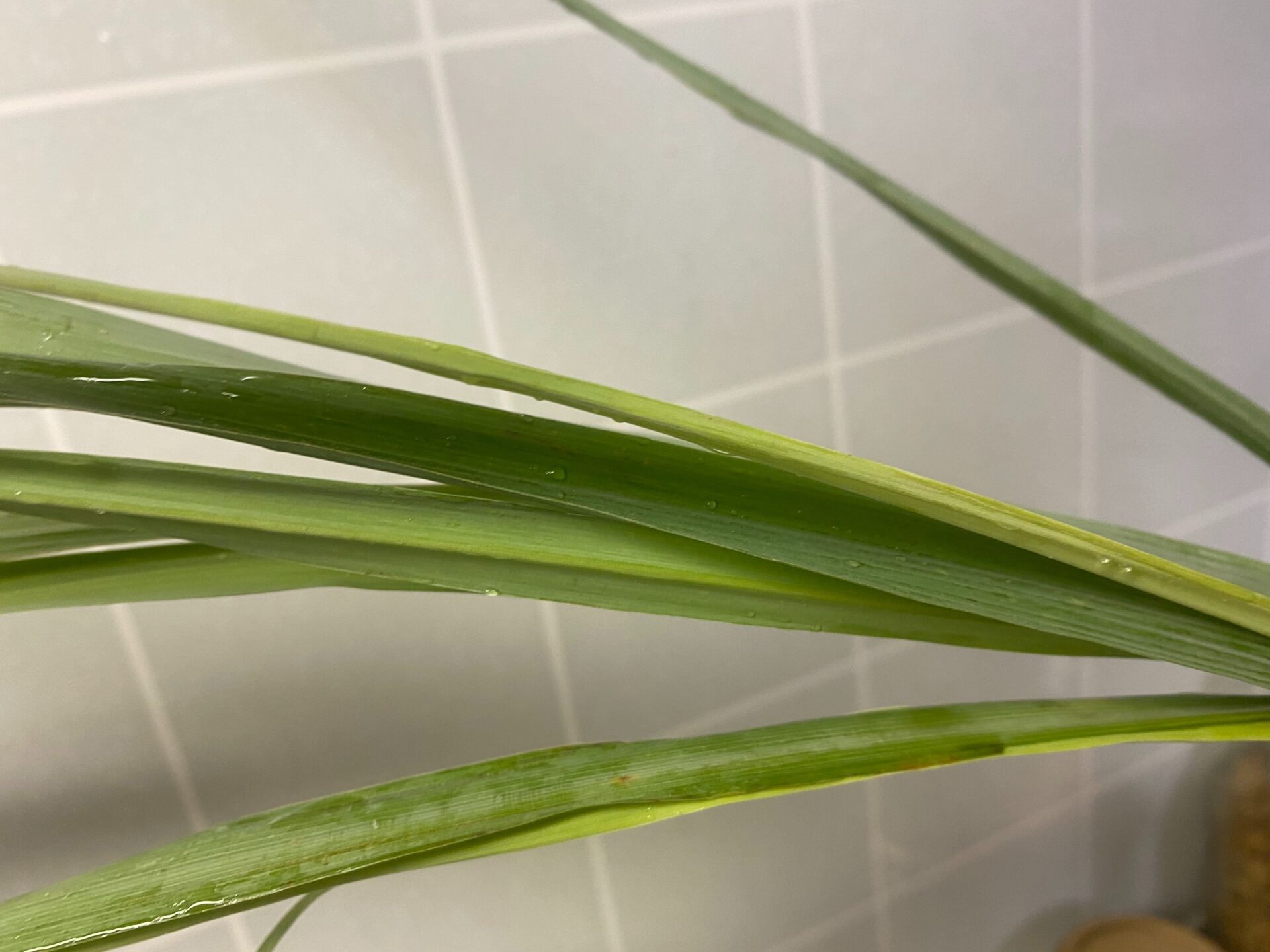 レモングラスの葉っぱの画像