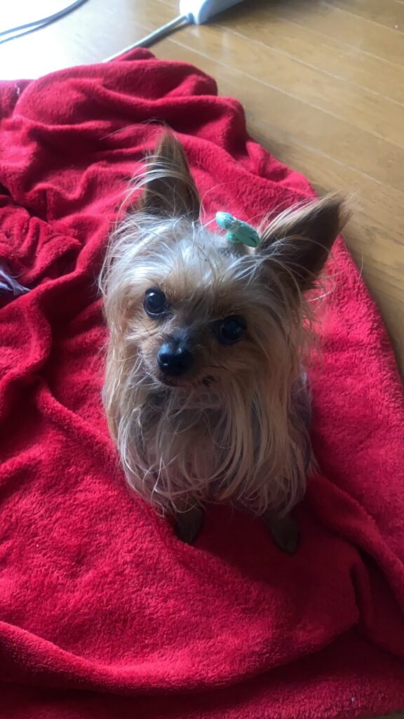 毛布は僕の物と主張している太郎の画像