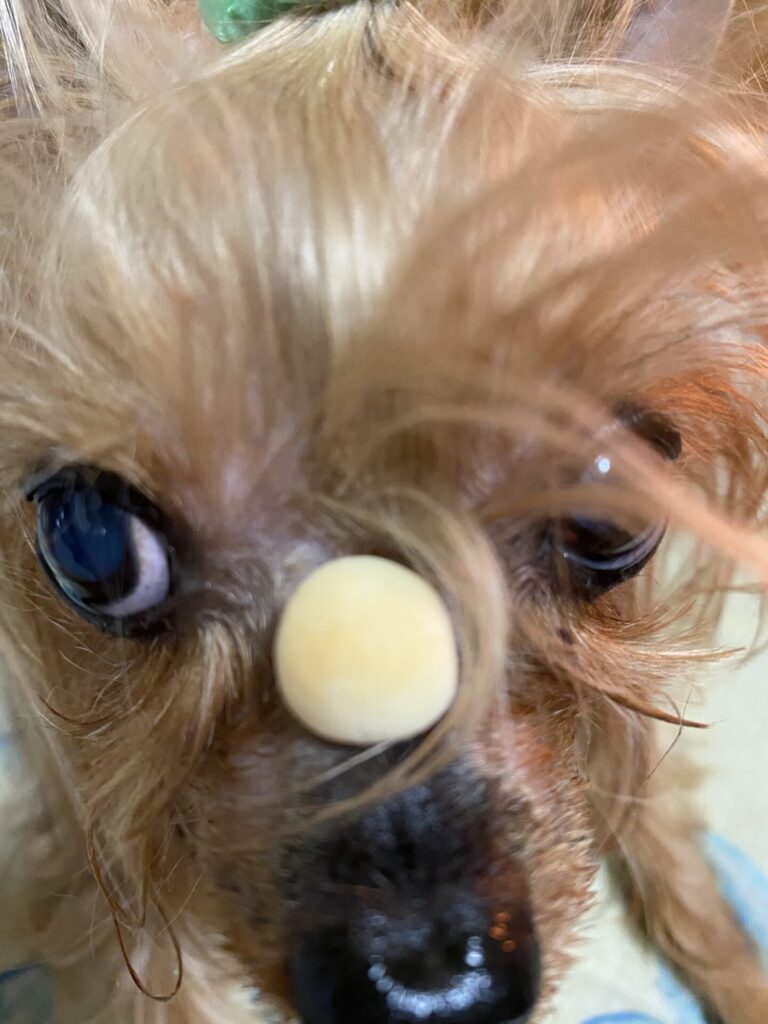 眉間にたまごボーロのせてる太郎の画像